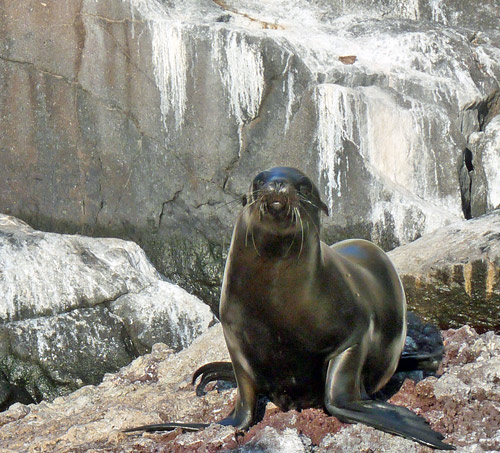 Sea lion gives up.