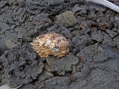 Skeletal remains of a Concentric Pufferfish