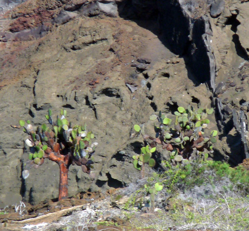 Cactus grows anywhere