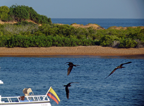 Frigatebirds cannot get wet, so they steal fish from other birds