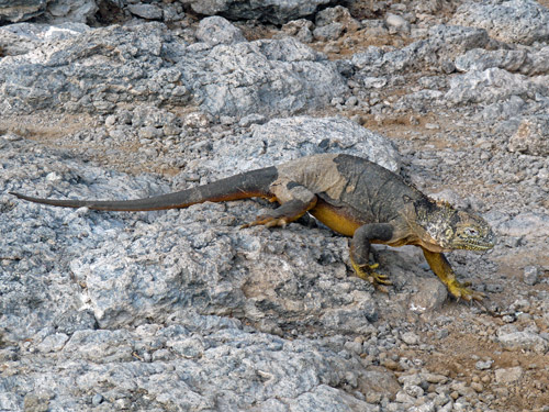 Land iguana shedding its skin