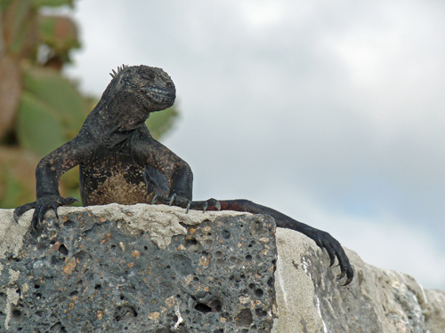 Marine iguana, not just a 'pretty' face! This one was not snorting salt crystals