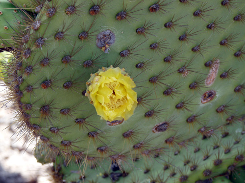 Pear cactus flower