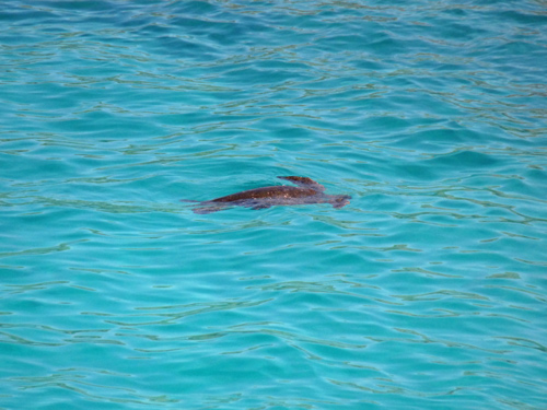 Sea turtles, it's mating season
