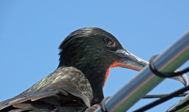 Handsome male Magnificent Frigatebird