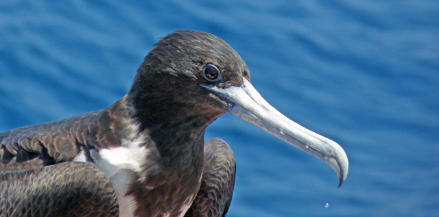 Magnificent female frigatebird