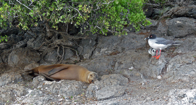 Sea lion & gull snoozin