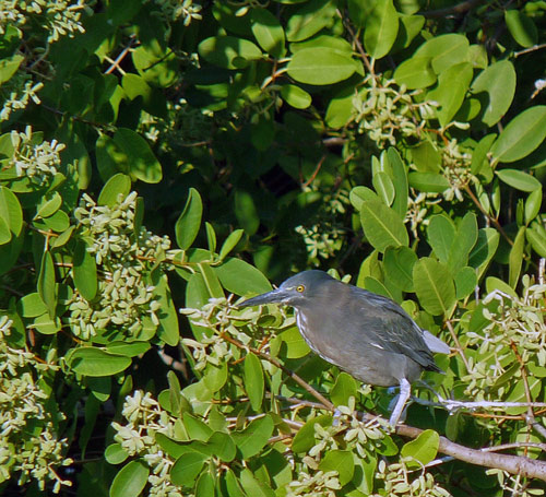 Lava Heron / Striated Heron