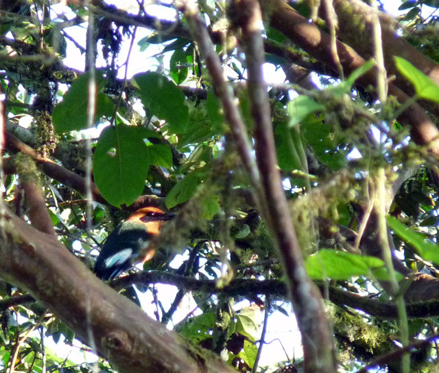 Rufous Motmot