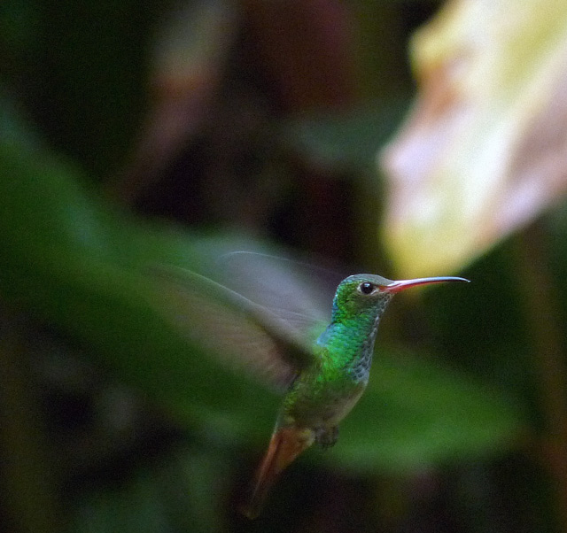 Rufous-tailed Hummingbird