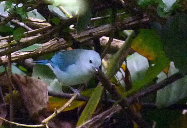 Blue-grey Tanager