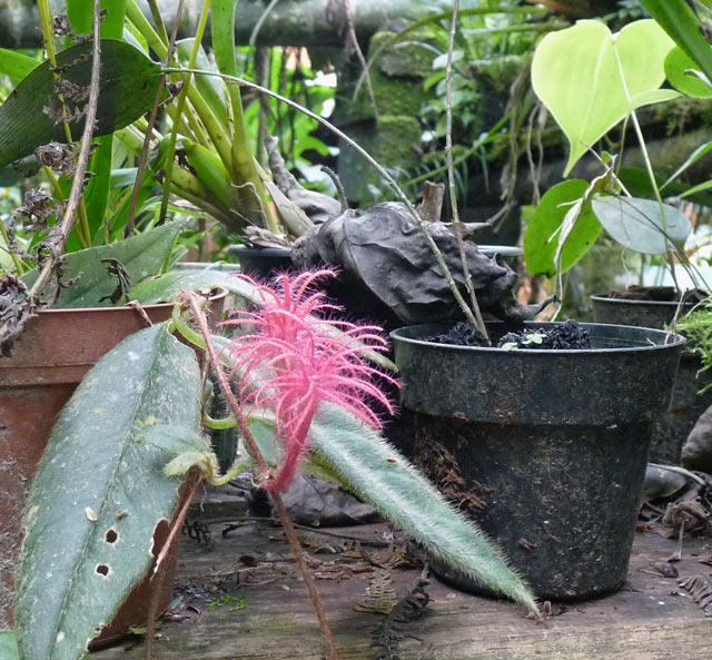 P1010558w.jpg