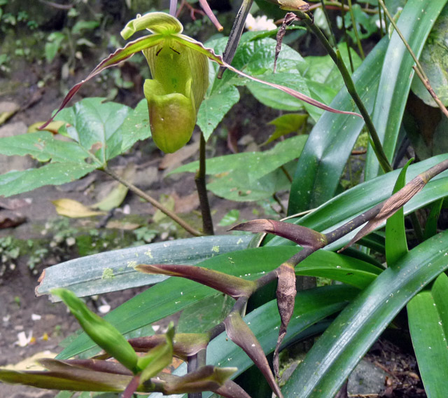 P1010559w.jpg