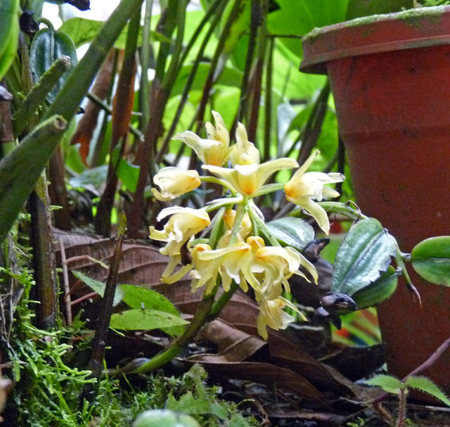P1010568w.jpg