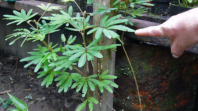 The Mimosa Tree ... touch it and the leaves retract in response.
