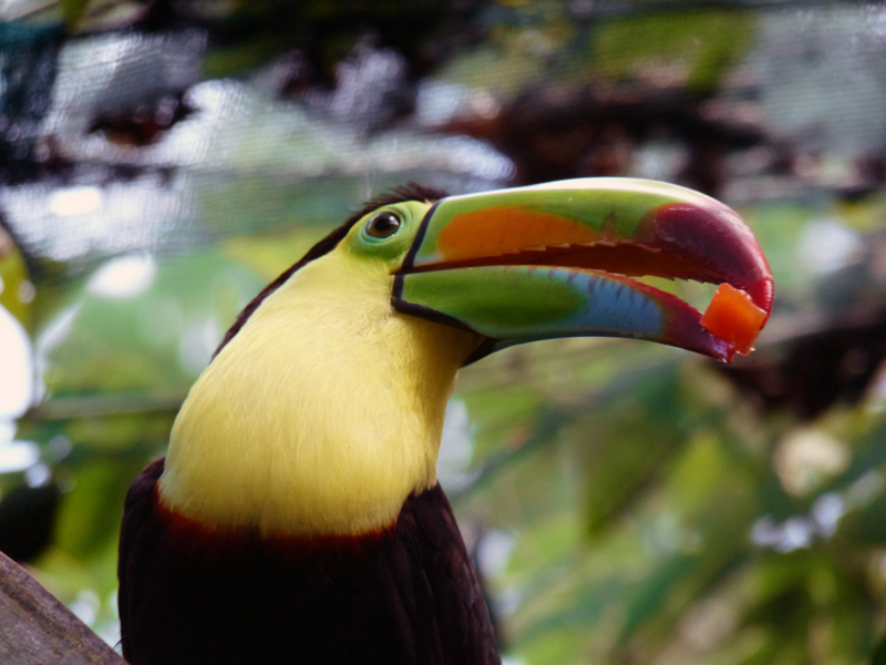 Toucan enjoying the watermelon