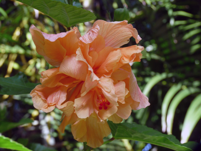 Double Hibiscus