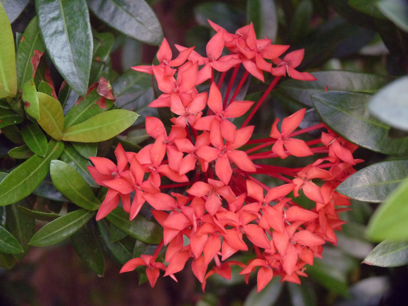 Beautiful Exora - shrubs in tropical gardens of Las Sirenas Resort