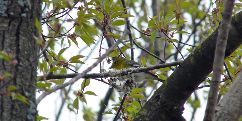 Yellow-throated Vireos Build a Nest - May 2011