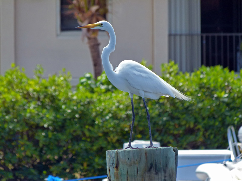 Great Egret at the Marina
