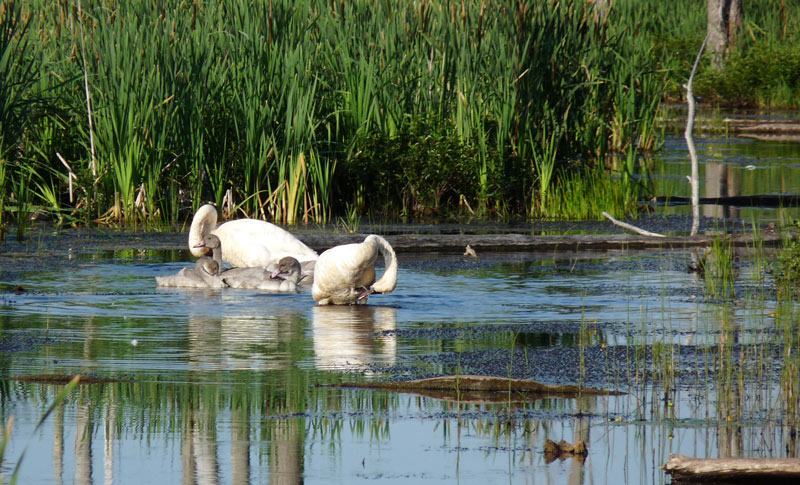 2011 Trumpeter Swans return to raise 4 cygnets (hatched 5).