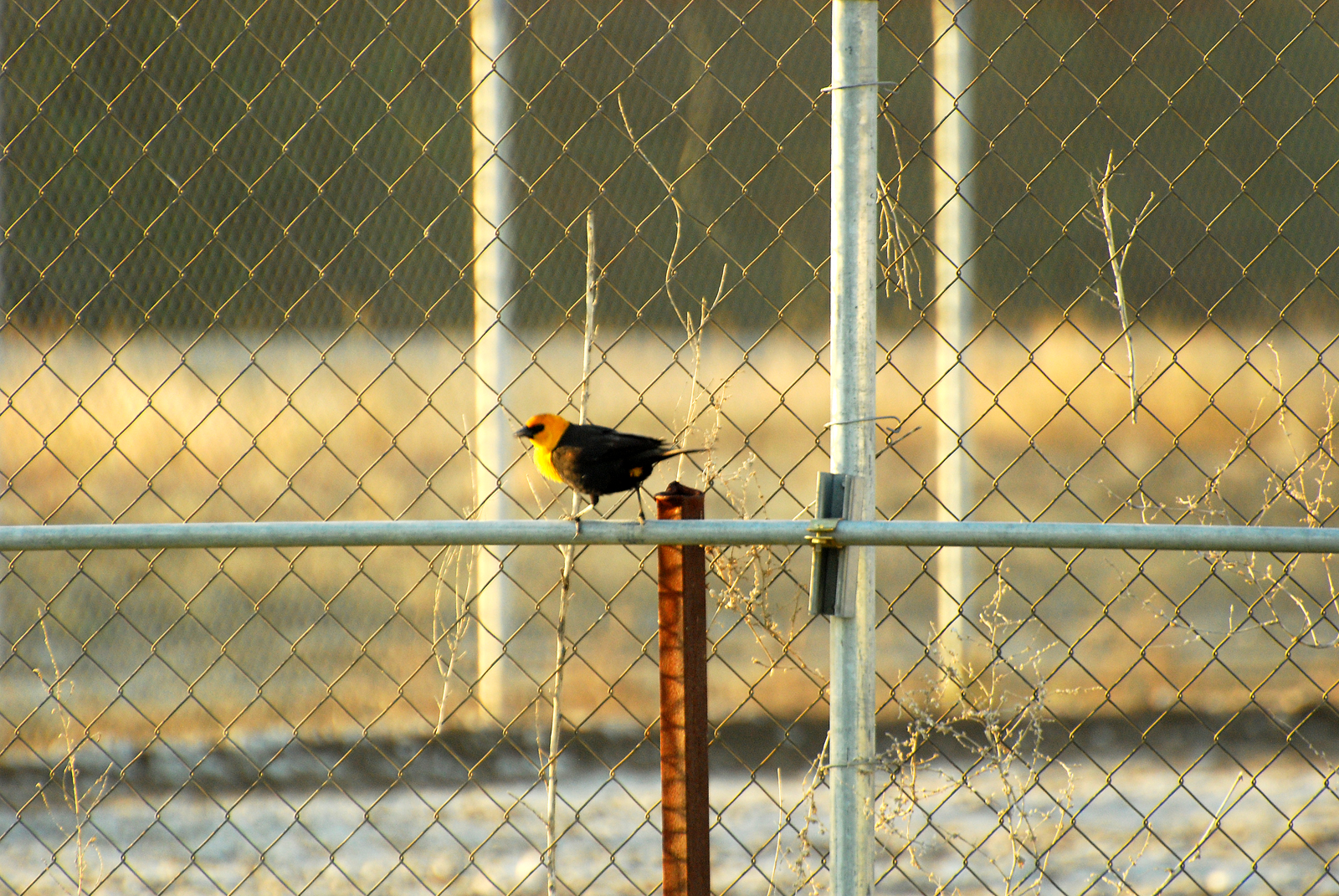 Yellow Head Blackbird.jpg