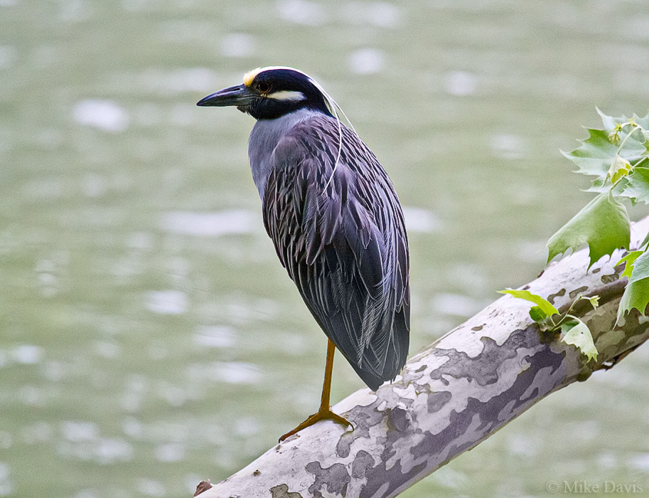 Yellow-crowned Night-Heron (Nyctanassa violacea)