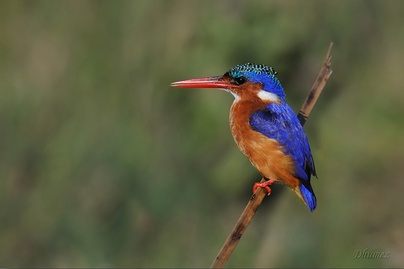 Malachite Kingfisher