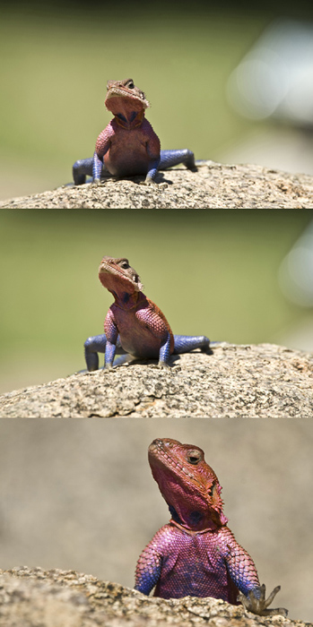 Agama