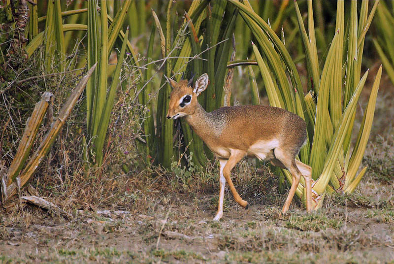 Dik-dik