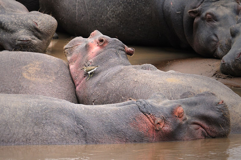 Hippos