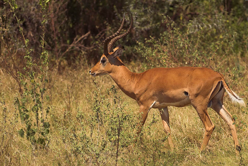 Impala