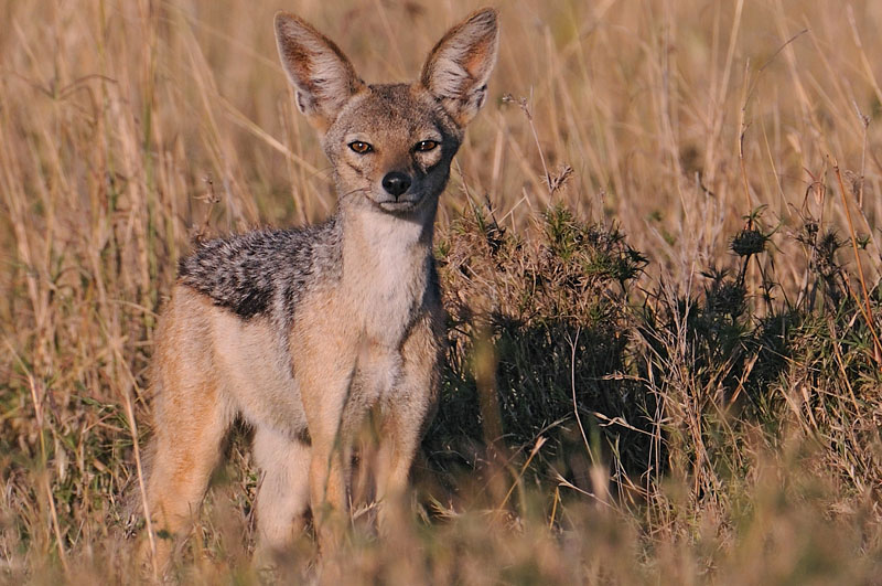 Jackal