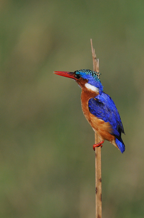 Kingfisher