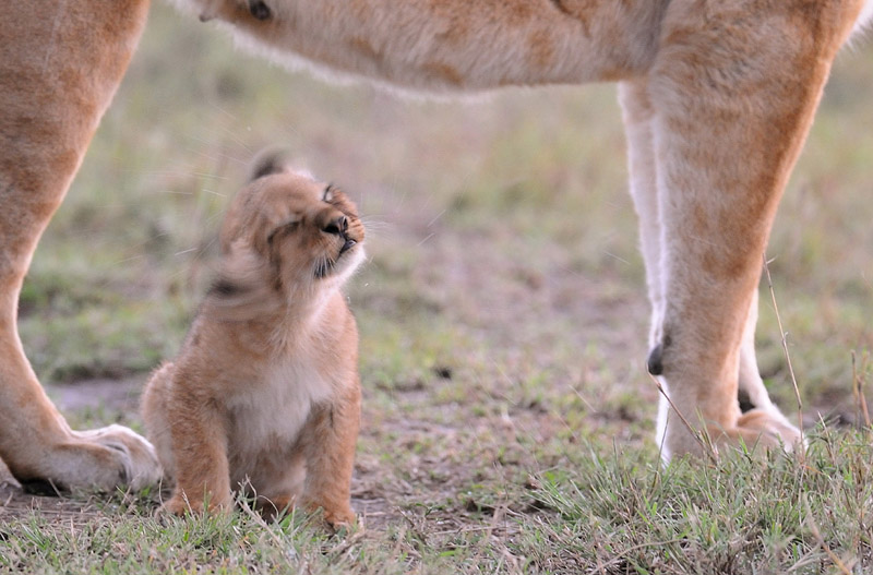 Lion cub