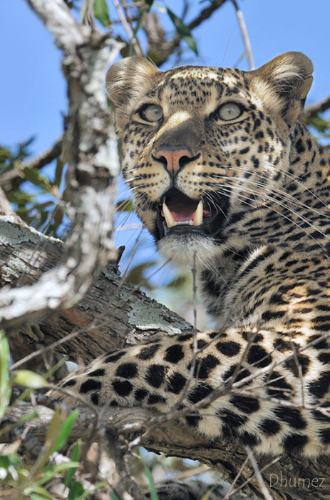 Panthera