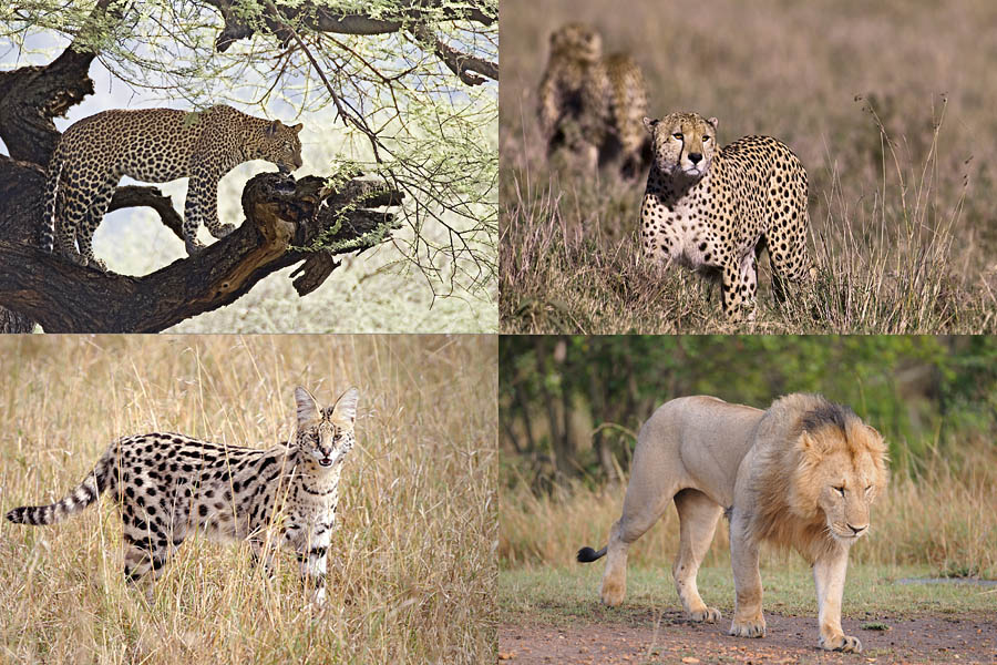 Quadrupeds
