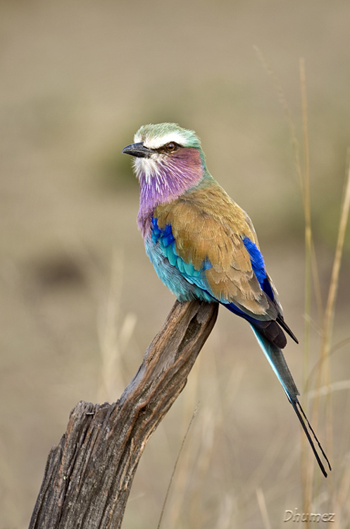  Roller (Lilac-breasted)