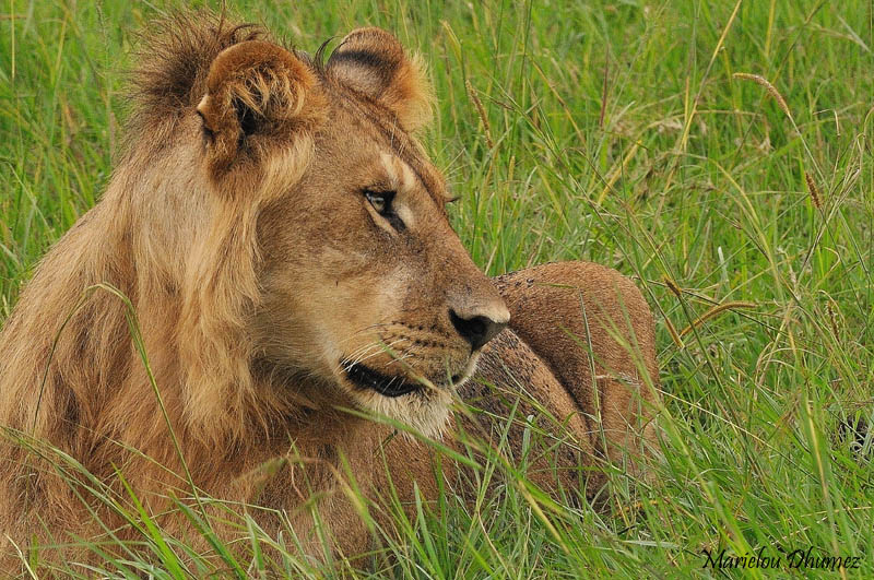 The Animal Beauty -lion