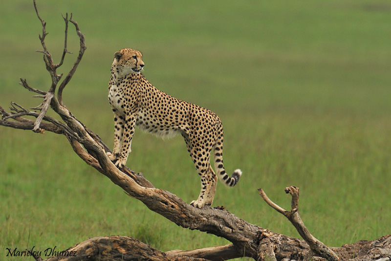 The Animal Beauty - guepard