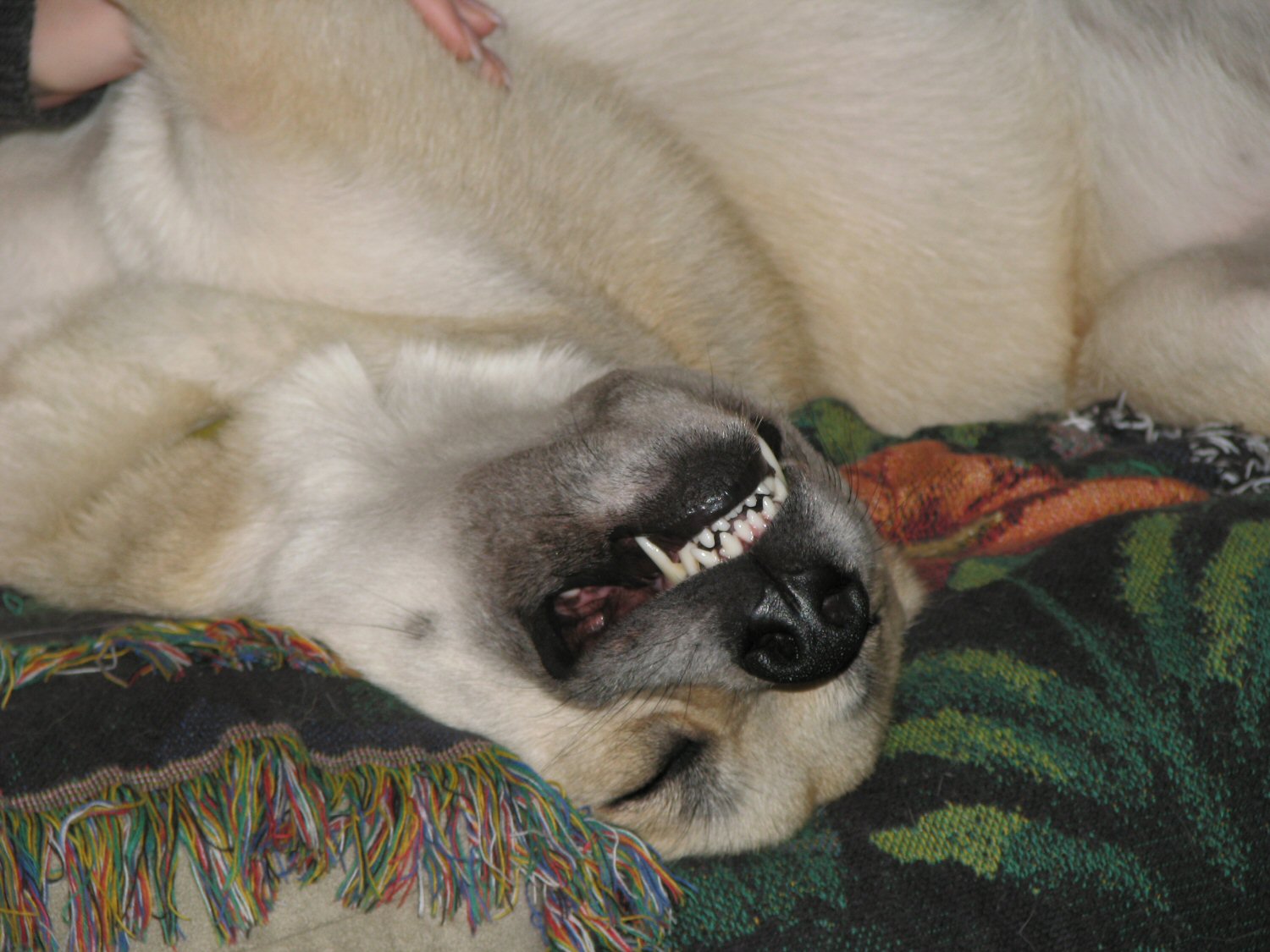 Smile.jpg
