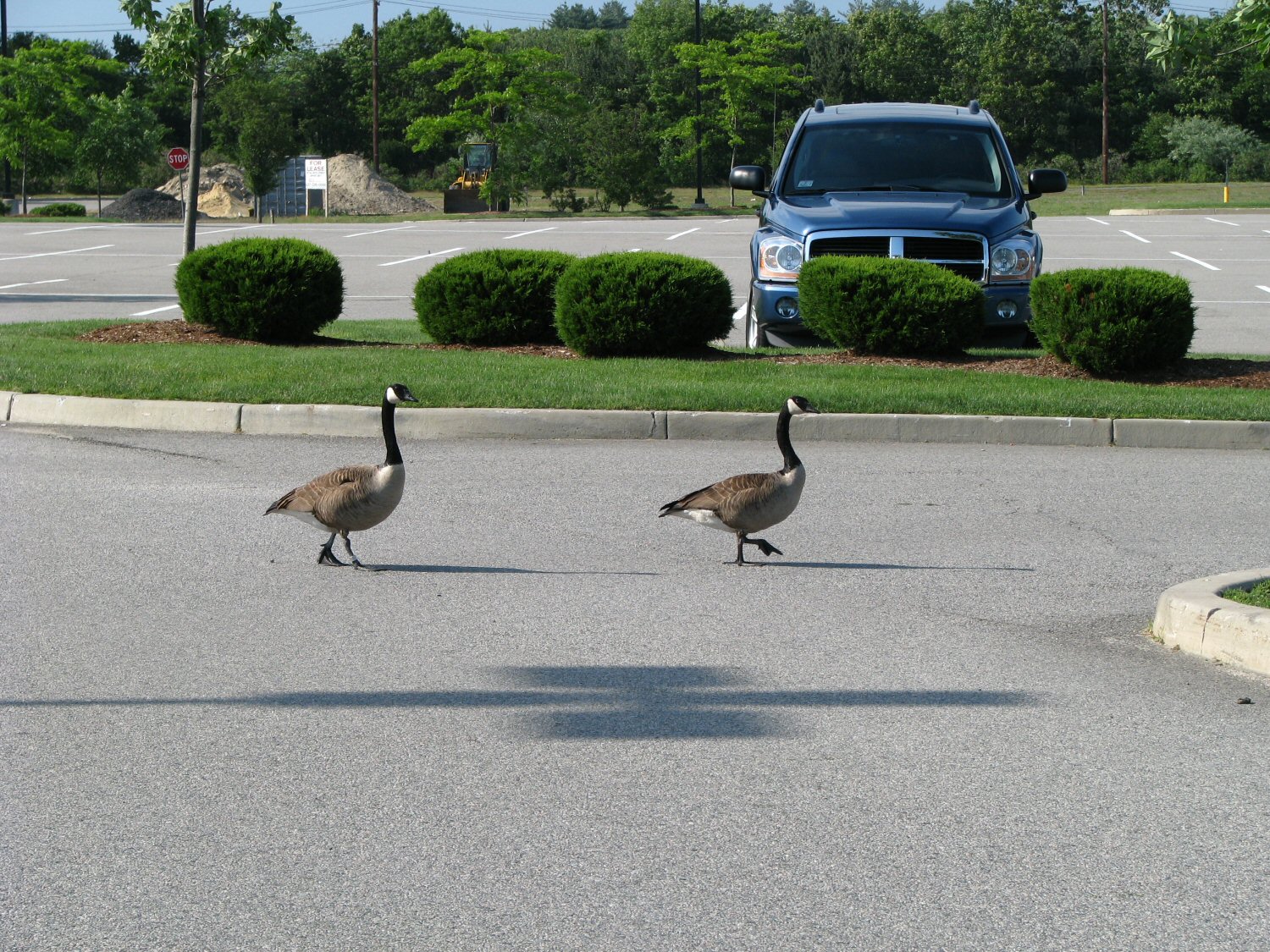 Wild ParkingLot Geese.jpg