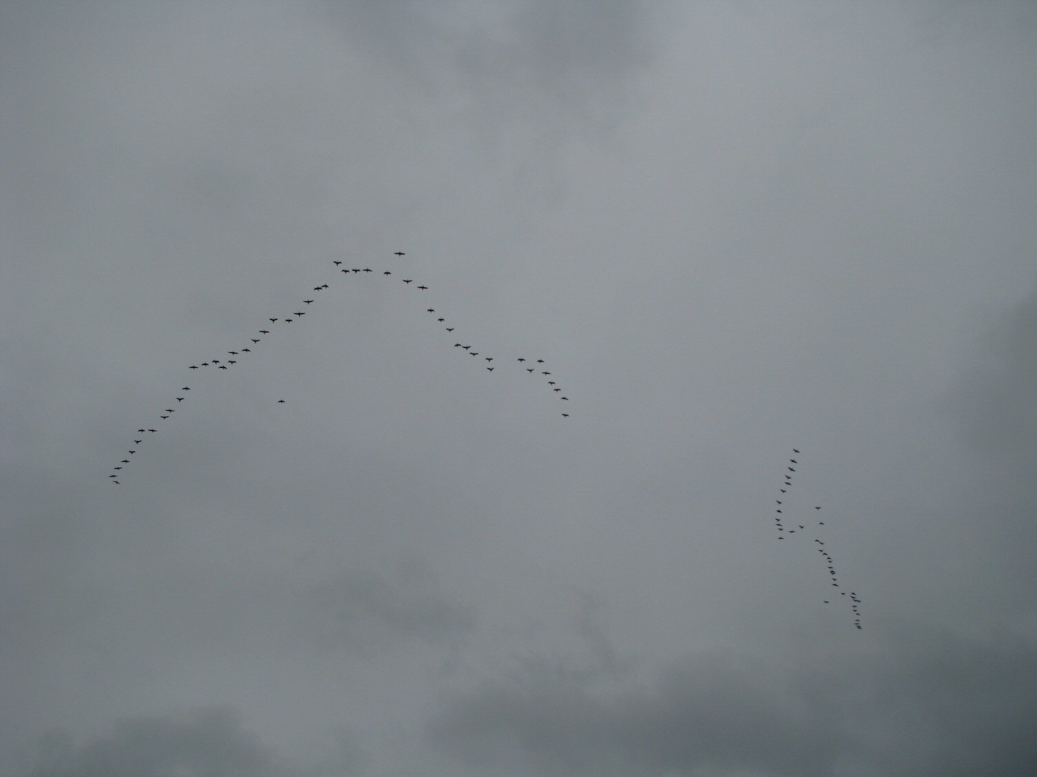 Get Back in Formation.jpg