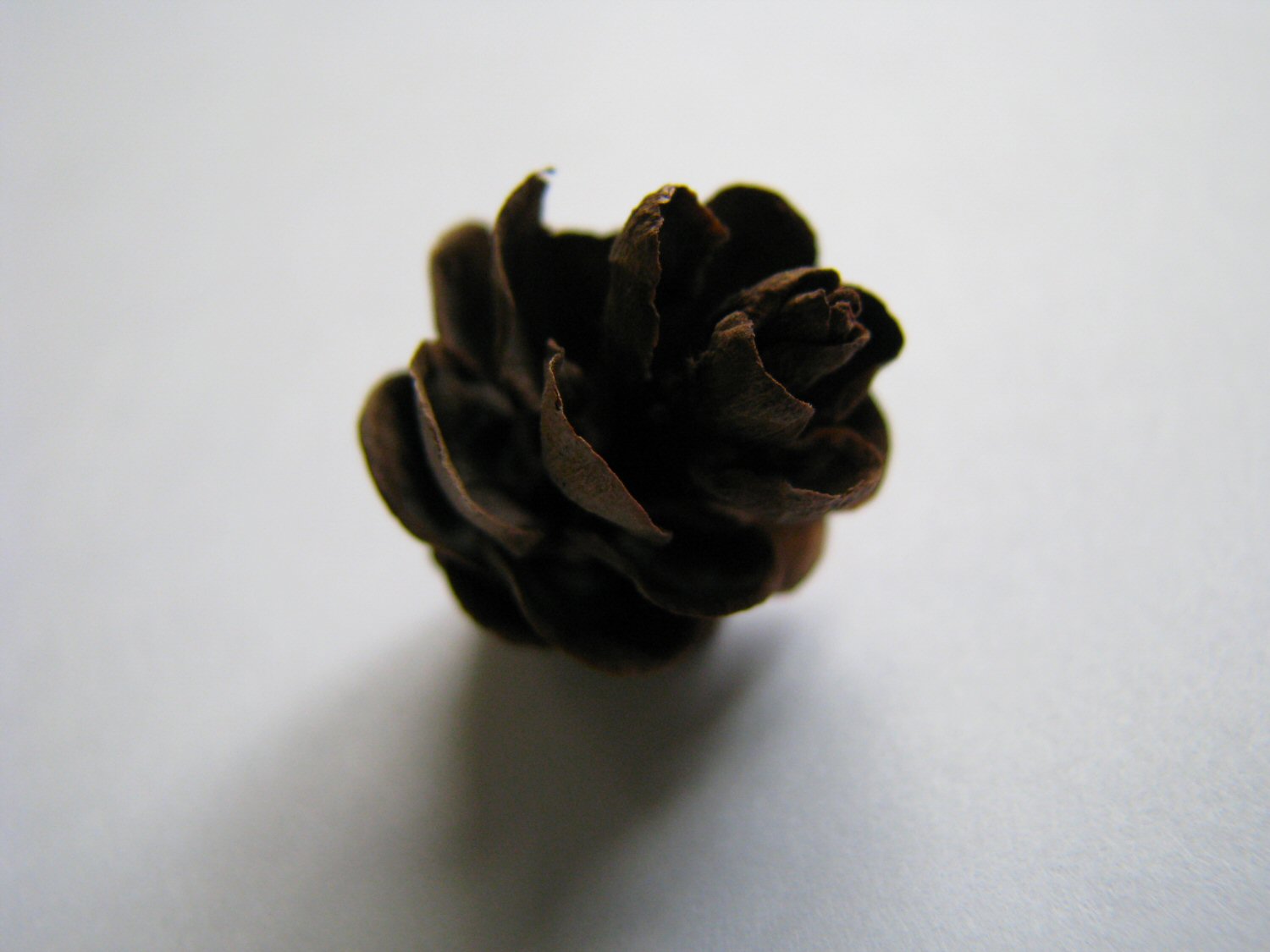 Tiny Pinecone.jpg