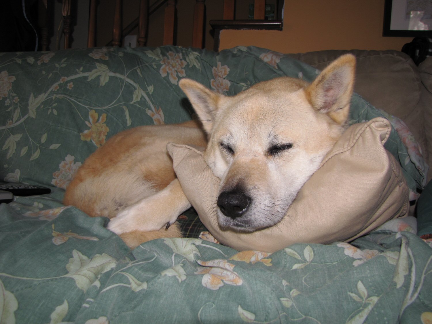 She Got Her Own Pillow.jpg