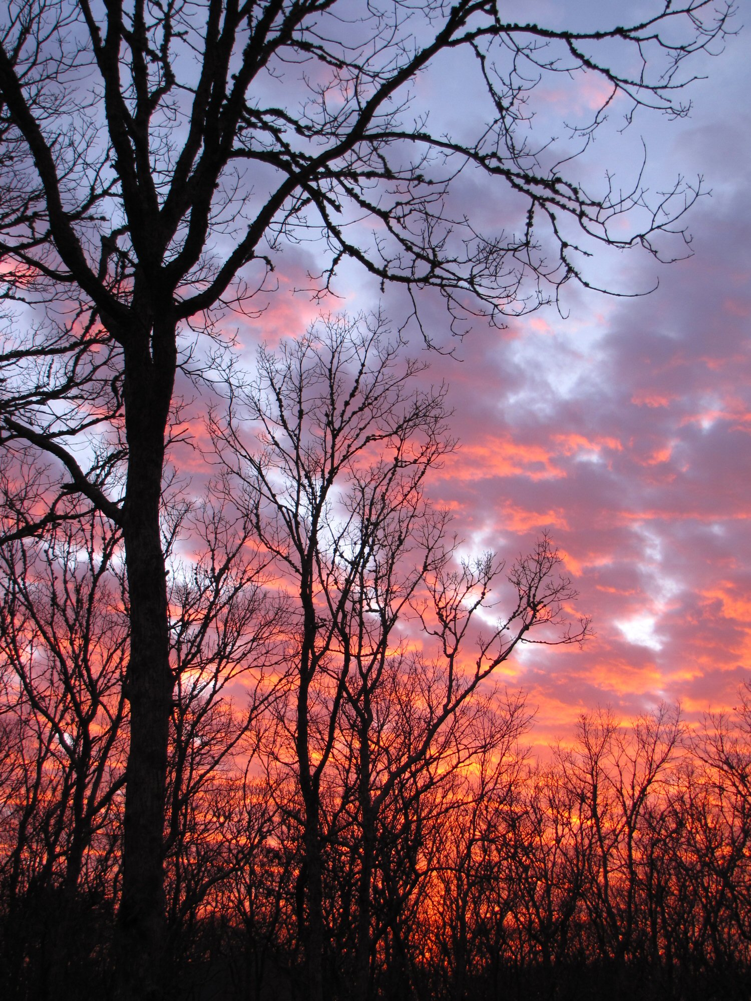 Patterns in Nature.jpg