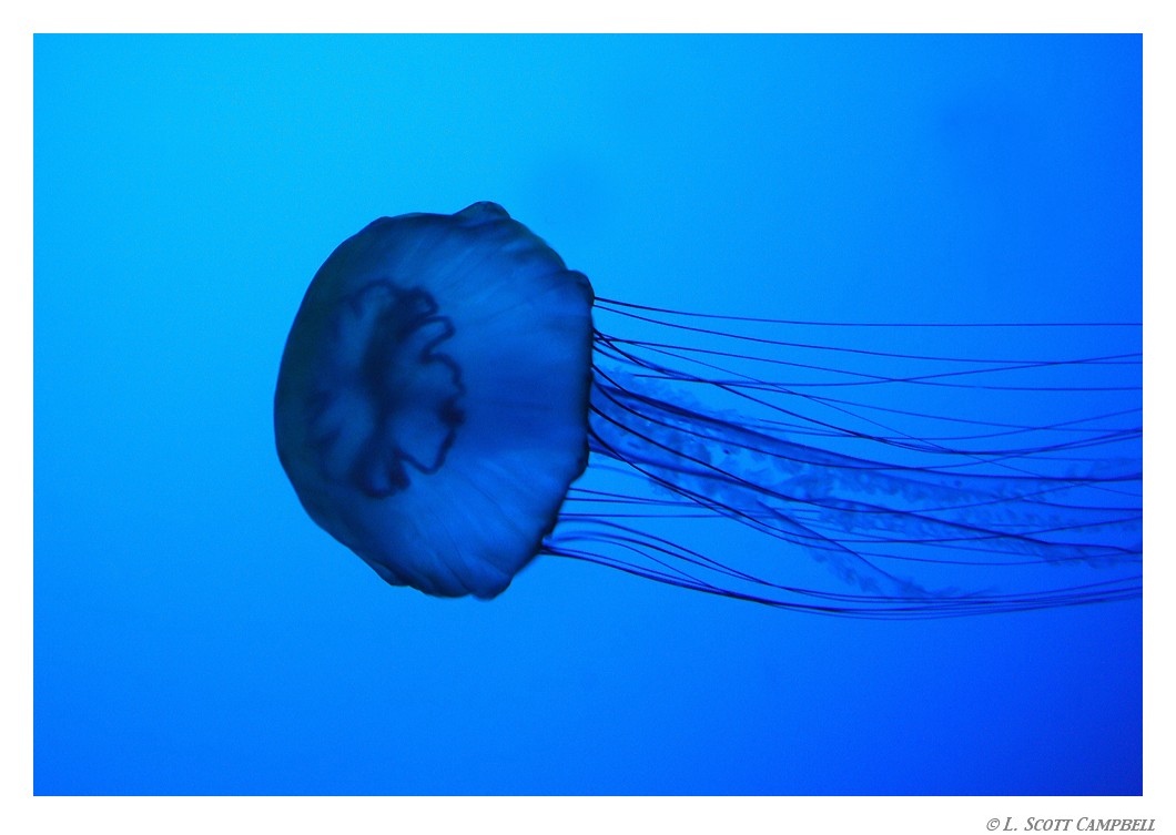 Jellyfish.8103.jpg