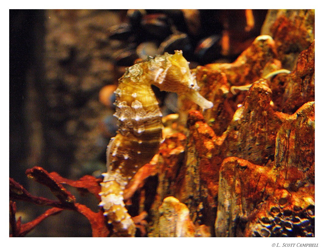 Seahorse.8126.jpg