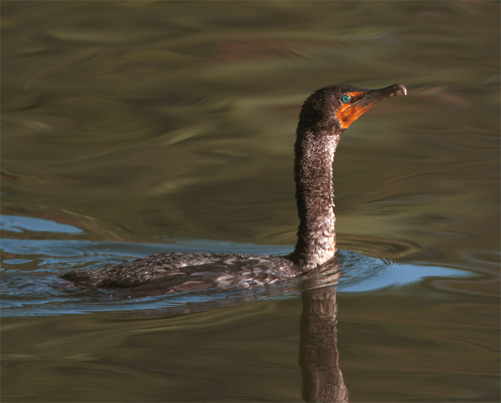 Cormorant in the water.jpg
