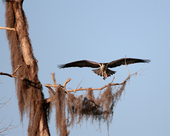 Osprey Flying to the Tree.jpg